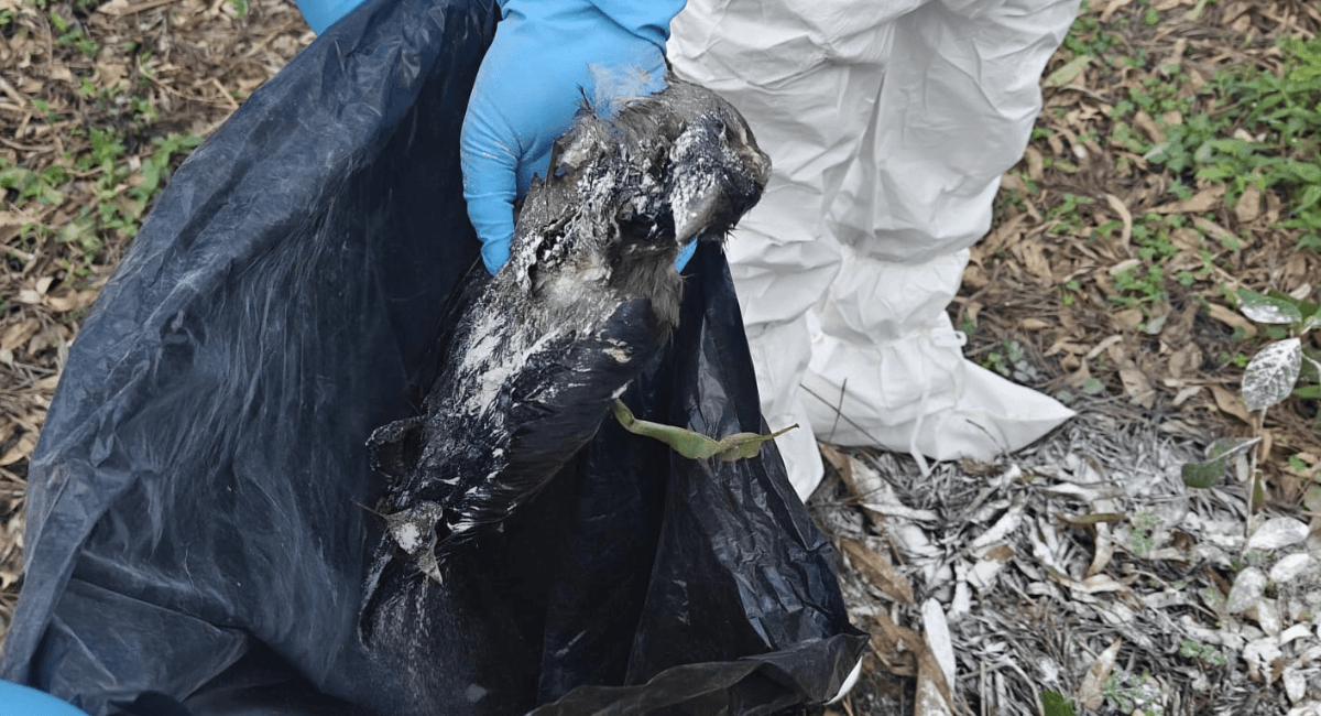 कीर्तिपुरमा मृत भेटिएका कागमा बर्डफ्लु पुष्टि