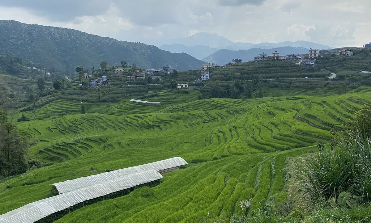 धानबाली