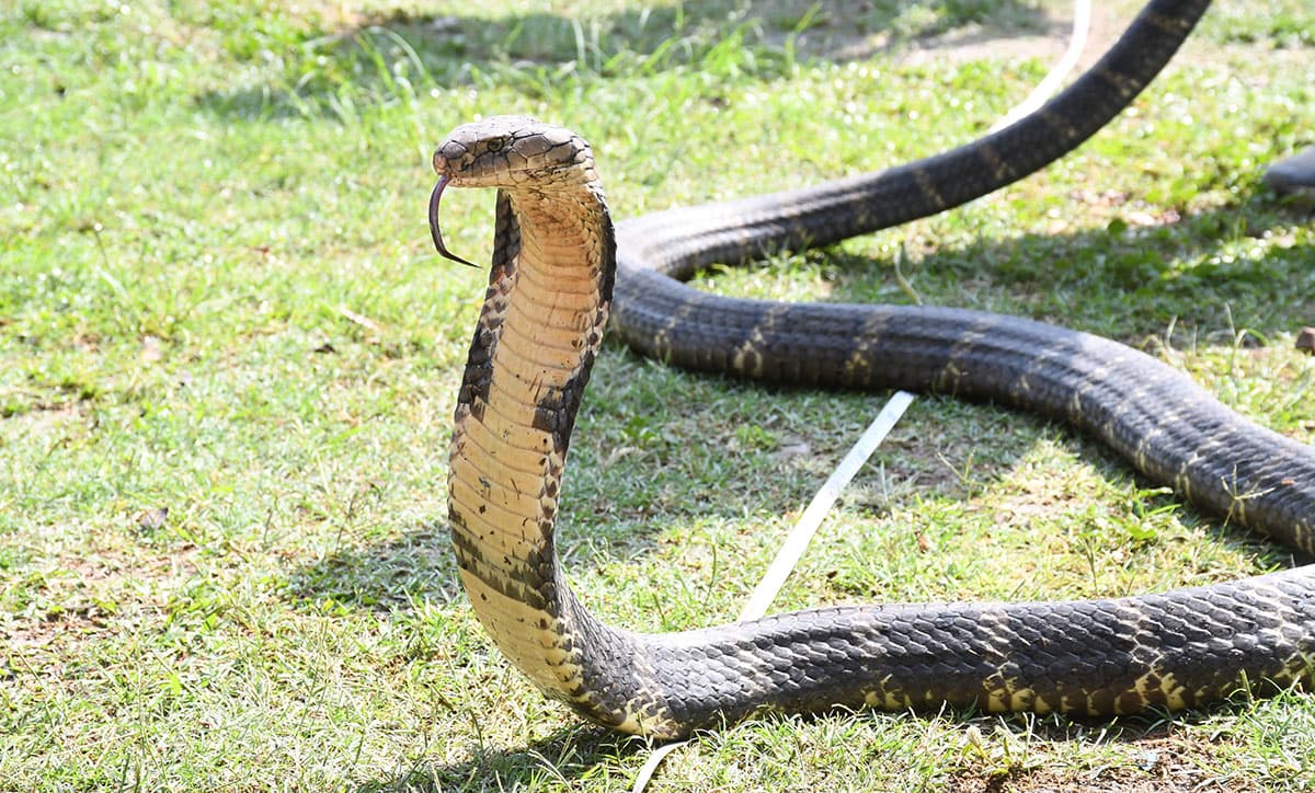 सर्पले डस्दा कपिलवस्तुमा १० वर्षीय बालकको मृत्यु