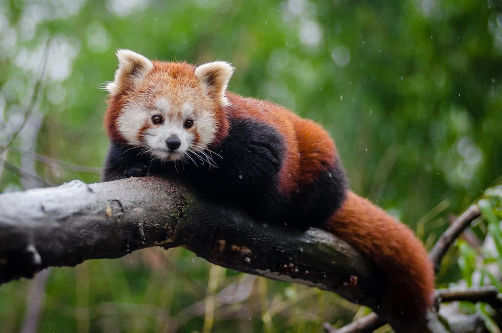 Various programmes in operation for red panda conservation
