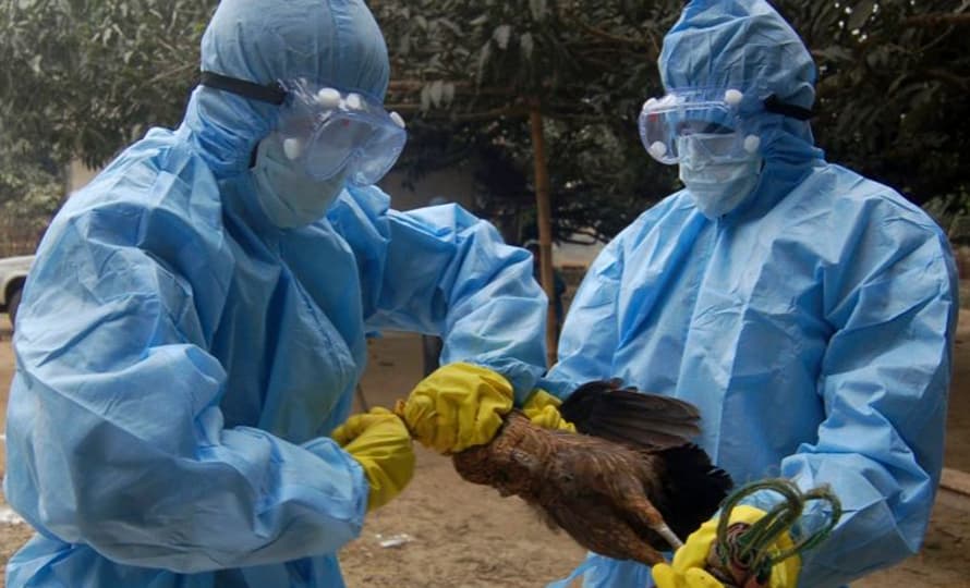 Bird flu confirmed in Bhaktapur poultry farms