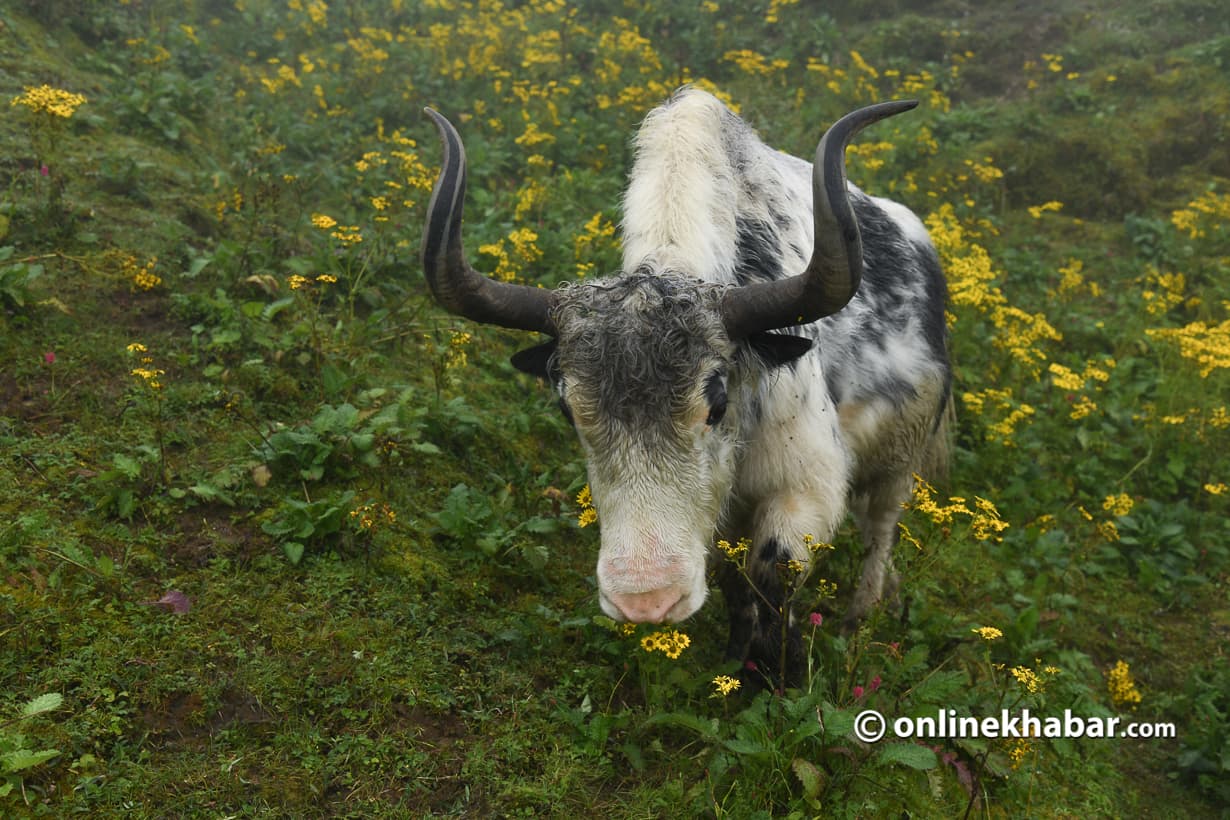 The backbone of the Himalayan economy: Why Nepal’s rangelands matter