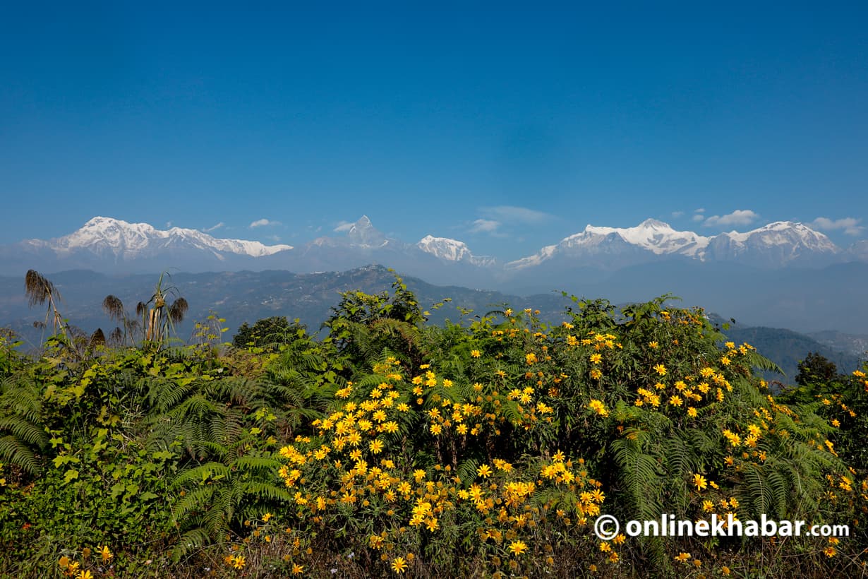 6,000 saplings planted under ‘Green Pokhara, Clean Pokhara’ campaign
