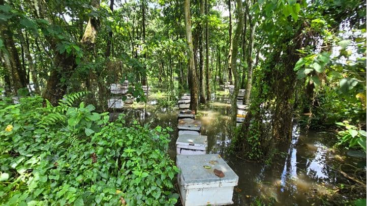 Beekeepers suffer loss due to floods in Ratnanagar