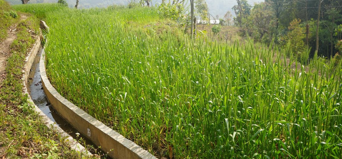 देशभर ६२.६८ प्रतिशत क्षेत्रमा मात्र सिँचाइ सुविधा