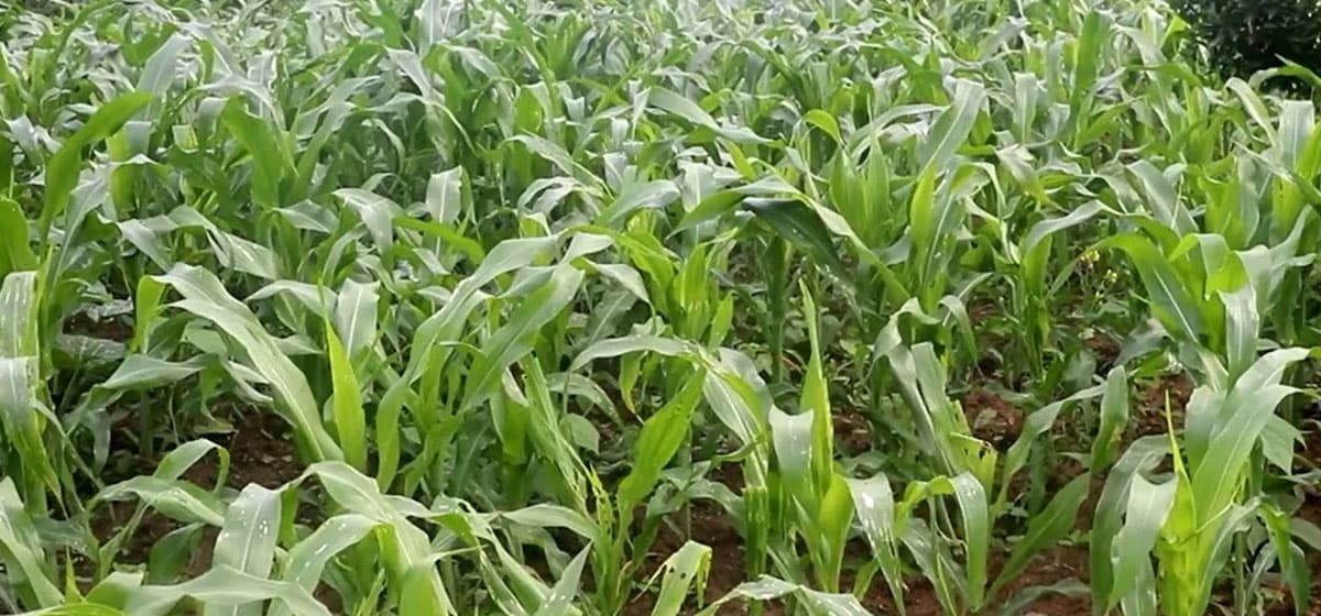 सुनसरीमा हावाहुरीले मकैखेतीमा क्षति, उत्पादन २० प्रतिशतसम्म घट्ने अनुमान