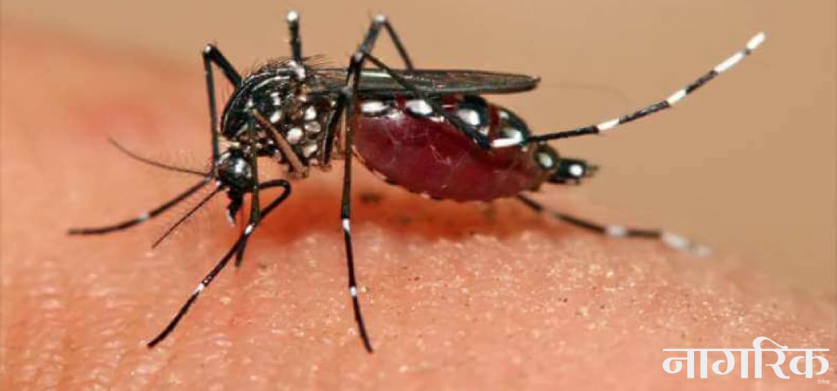 १० जिल्लामा डेंगी संक्रमण, दुईको मृत्यु
