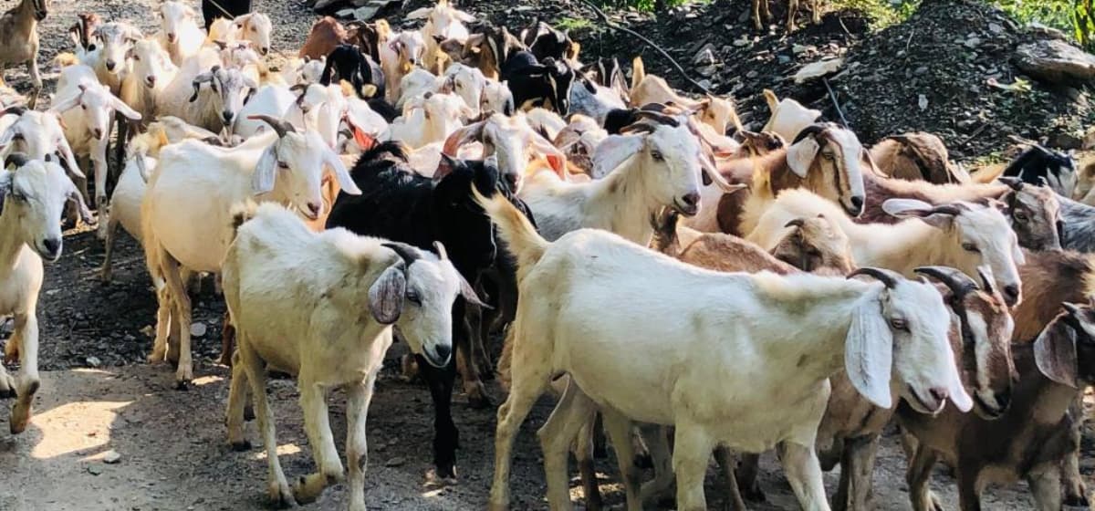 खसी बेचेर दशैं खर्च जुटाउँदै