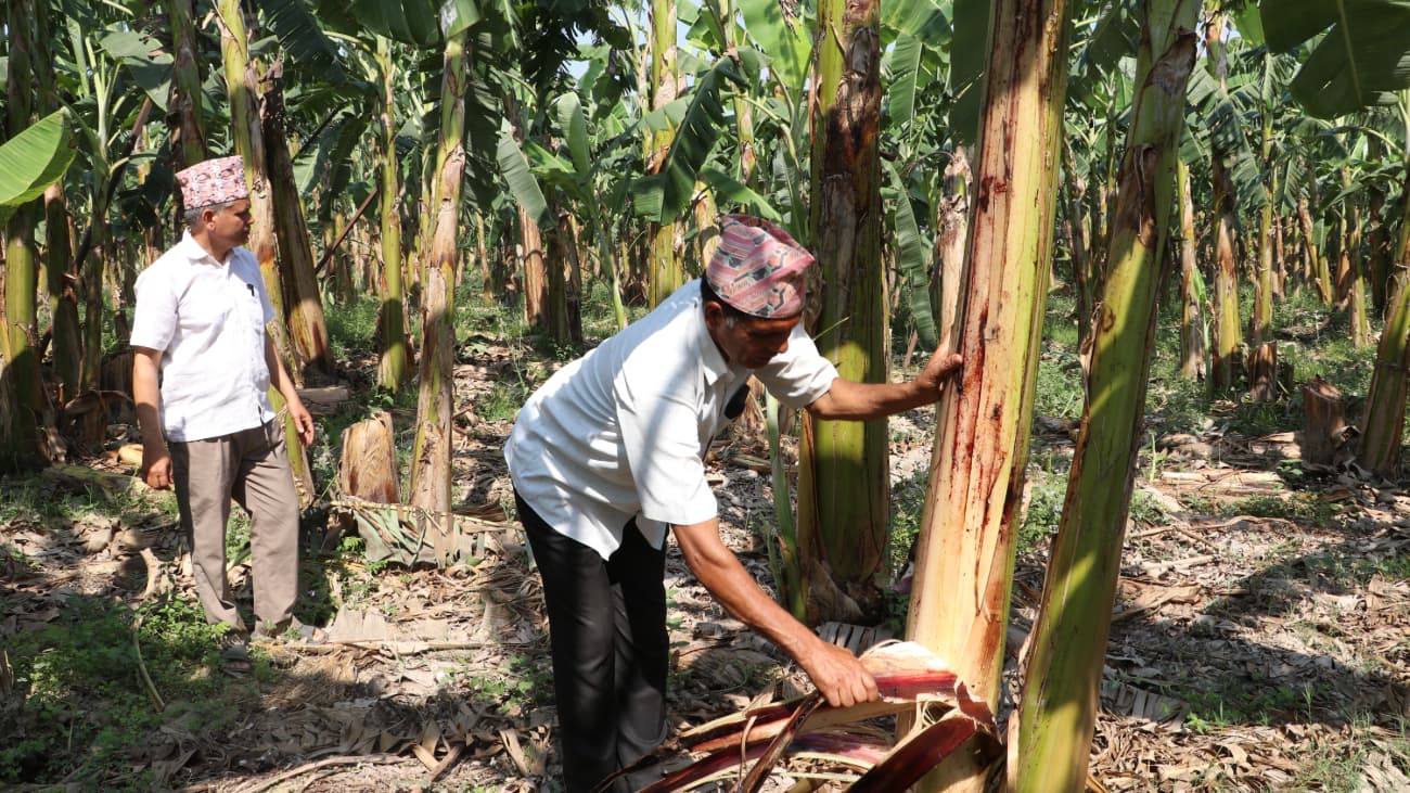 उचित मूल्य नपाएको केरा उत्पादक किसानको गुनासो