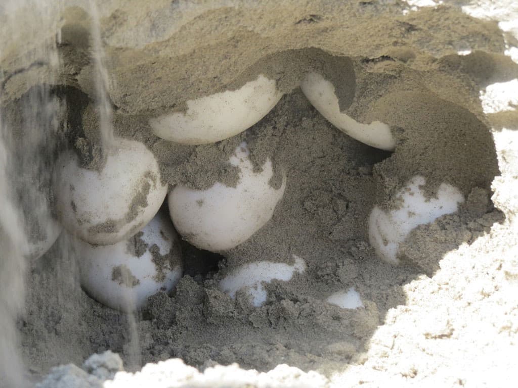 राप्ती नदीमा घडियाल गोहीका सात गुँडका १९५ अण्डा संकलन