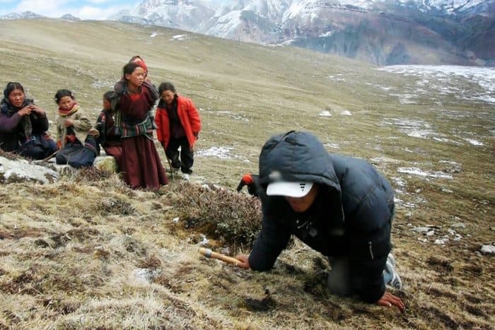 यार्सा खोज्न हिमालतिर उक्लिए चिमखोलावासी
