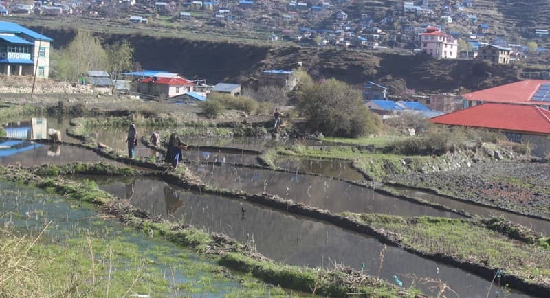 जुम्ली किसानले राखे मार्सी धानको बेर्ना