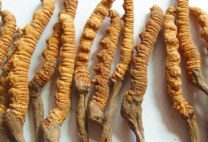 मनाङमा यार्सागुम्बा संकलन थालियो