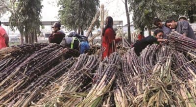 पाँच वर्षमा उखु किसानले पाए एक अर्ब २८ करोड अनुदान