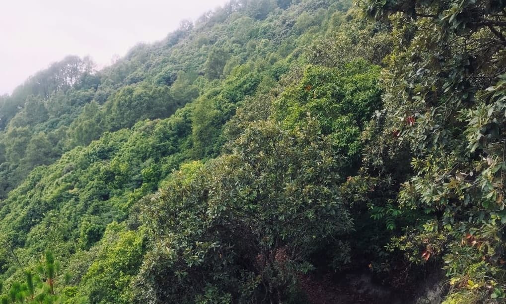 वन संरक्षणसँगै आयआर्जनमा सघाउँदै मध्यवर्ती सामुदायिक वन