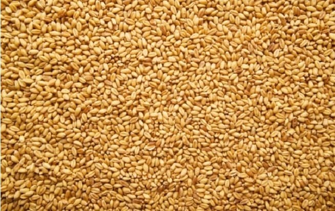 खाद्य कम्पनीद्वारा कैलालीमा गहुँ खरिद सुरु