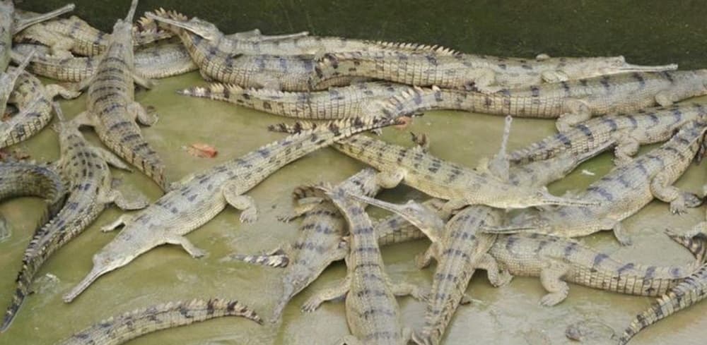 घडियाल गोहीका सात गुँडका १९५ अण्डा संकलन