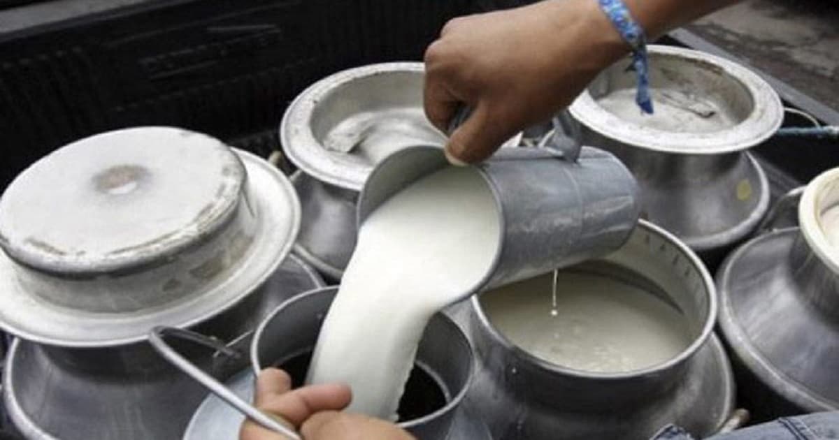दुग्ध उत्पादक कृषकलाई गाउँपालिकाको अनुदान