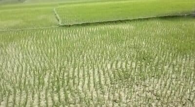 सर्लाहीमा बढ्न सकेन चैते धानखेती