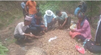 तनहुँको श्याम्घामा पचास रोपनीमा अदुवाखेती