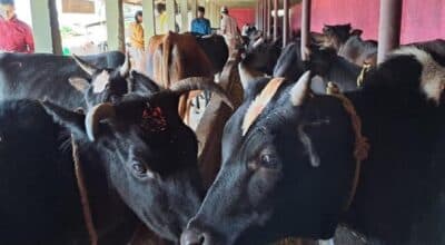 जलजलामा गाई संरक्षण अभियान, गोबर र गहुँतबाट आम्दानी
