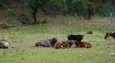 म्याग्दीमा पशुपालन गर्ने घट्दै