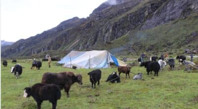 ताप्लेजुङका स्थानीय तह याक प्रवर्द्धनमा जुट्दै
