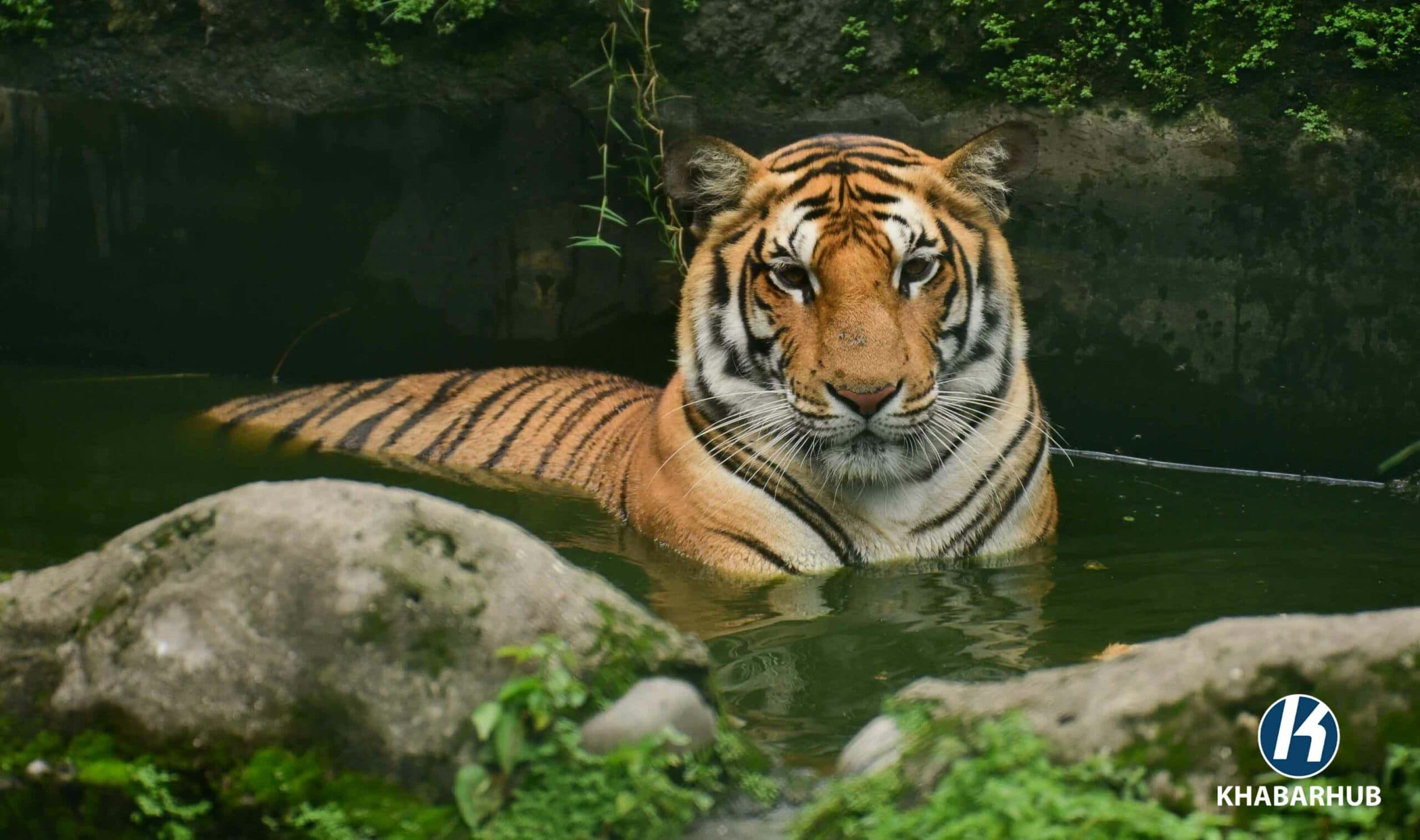 बाघको आहारा प्रजातिको सर्वेक्षण सुरु