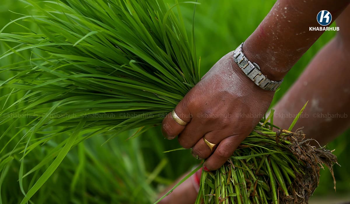 झापामा घट्दै चैते धानको क्षेत्रफल र उत्पादन