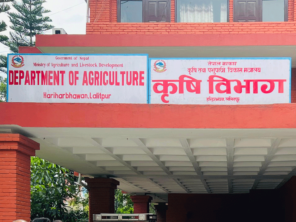 अर्नब चक्रवातको प्रभाव : धानबाली नकाट्न कृषि विभागको आग्रह