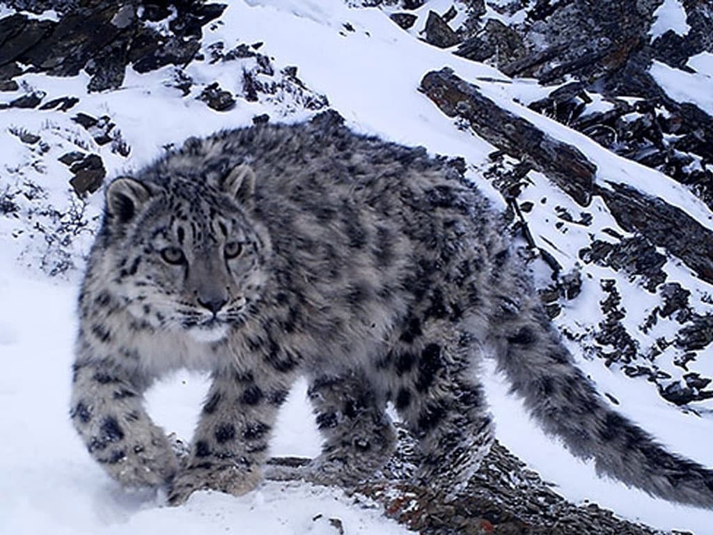 उपल्लो मुस्ताङमा हिमचितुवाको आक्रमणबाट २१ भेडाच्याङ्ग्रा मरे