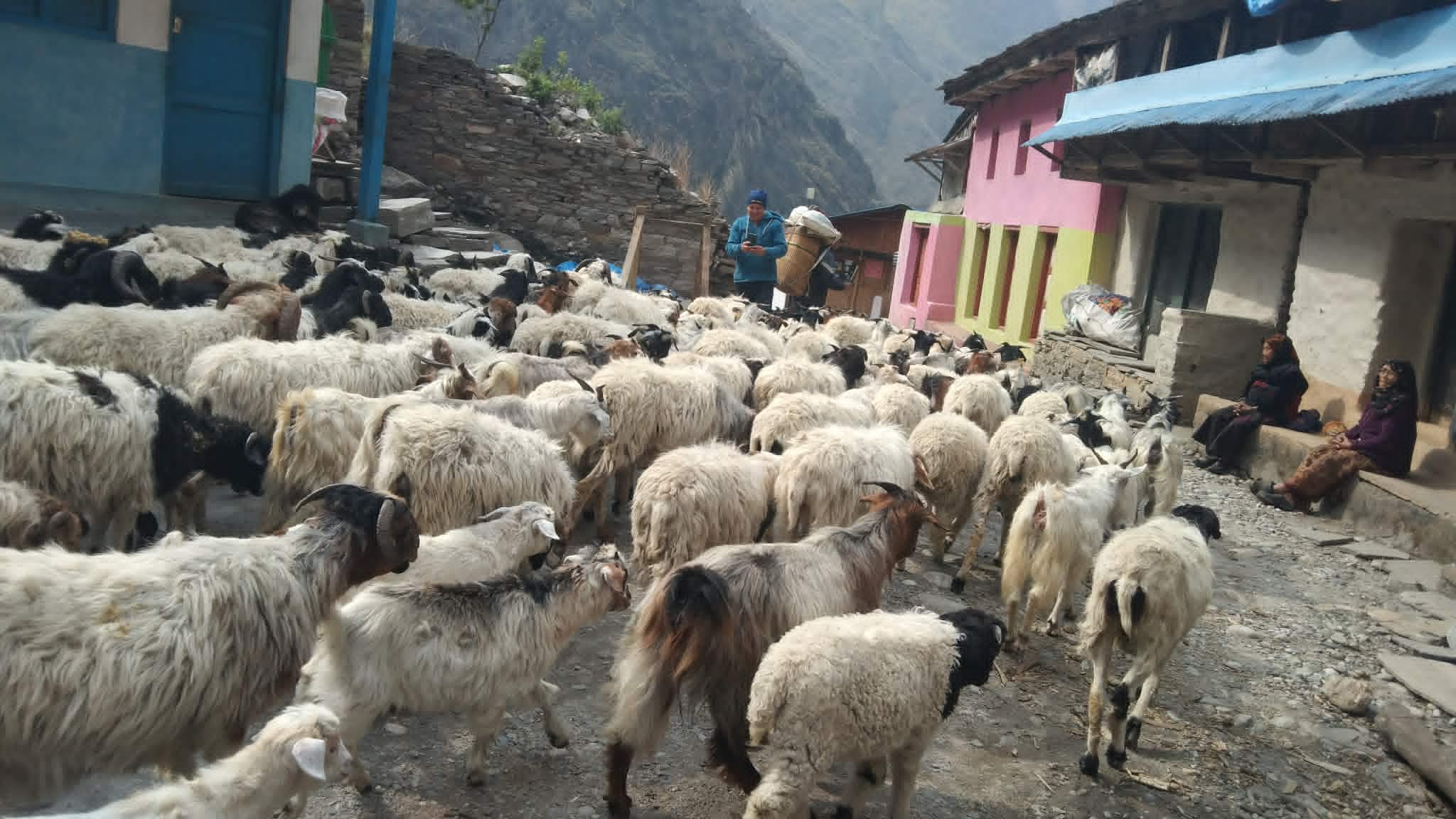 लाग्यो उँभौली, भेडाबाख्रा धपाउँदै लेक चढे गोठालाहरु