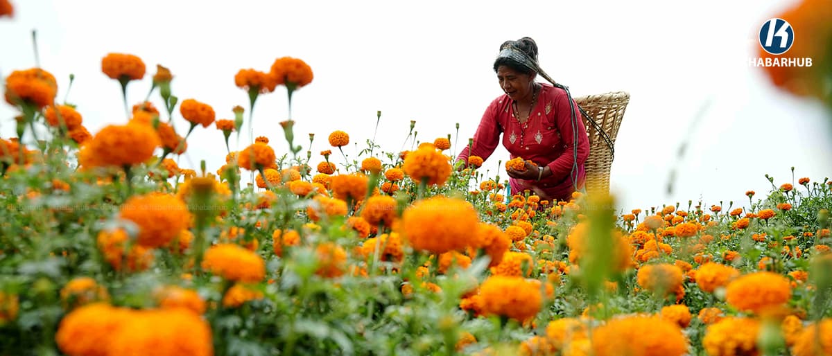 बेमौसमी फूलले मूल्य नपाउँदा अर्को बाली लगाउने तयारीमा किसान (तस्बिर)