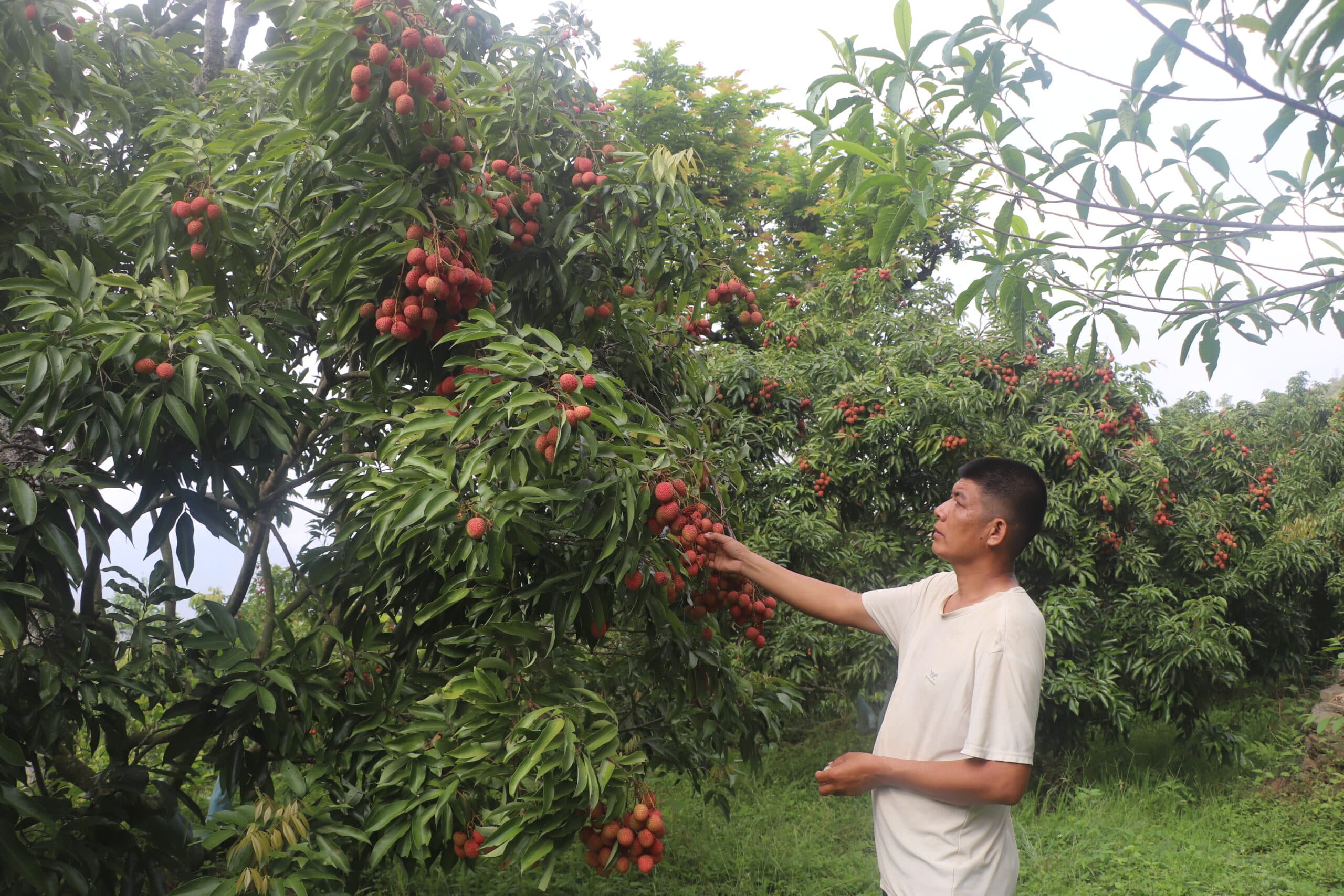 लिची बगैँचाबाट वार्षिक लाखौँ आम्दानी गर्दै राई