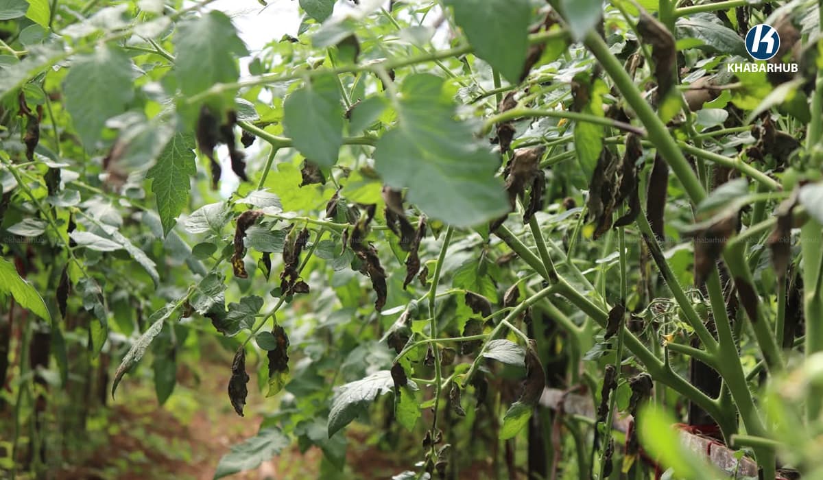डढुवा रोगले सखाप पार्दै गोलभेँडा, उन्याचौरका किसान चिन्तित