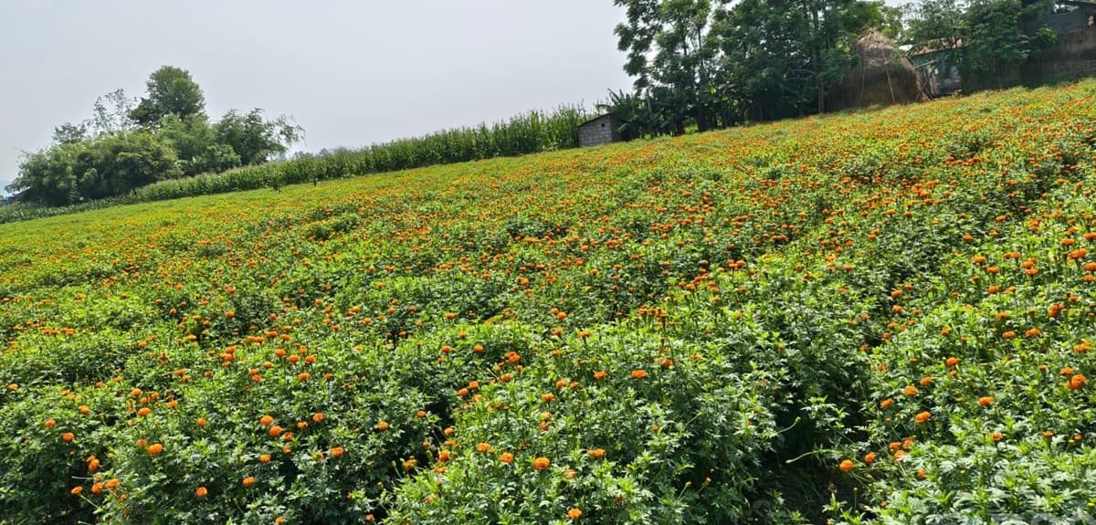 स्याङ्जामा फस्टाउँदै फूलखेती
