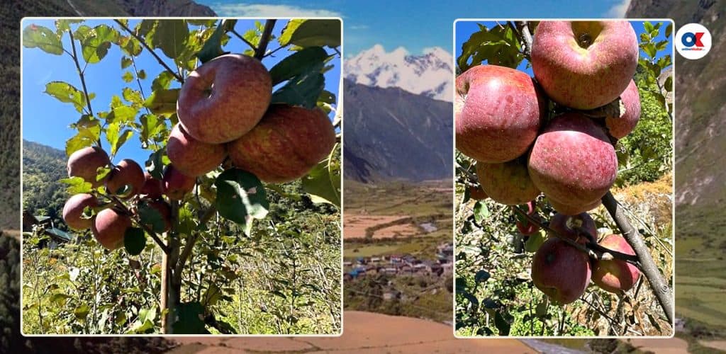 स्याउ त फल्छ, तर ढुवानी कसरी ?