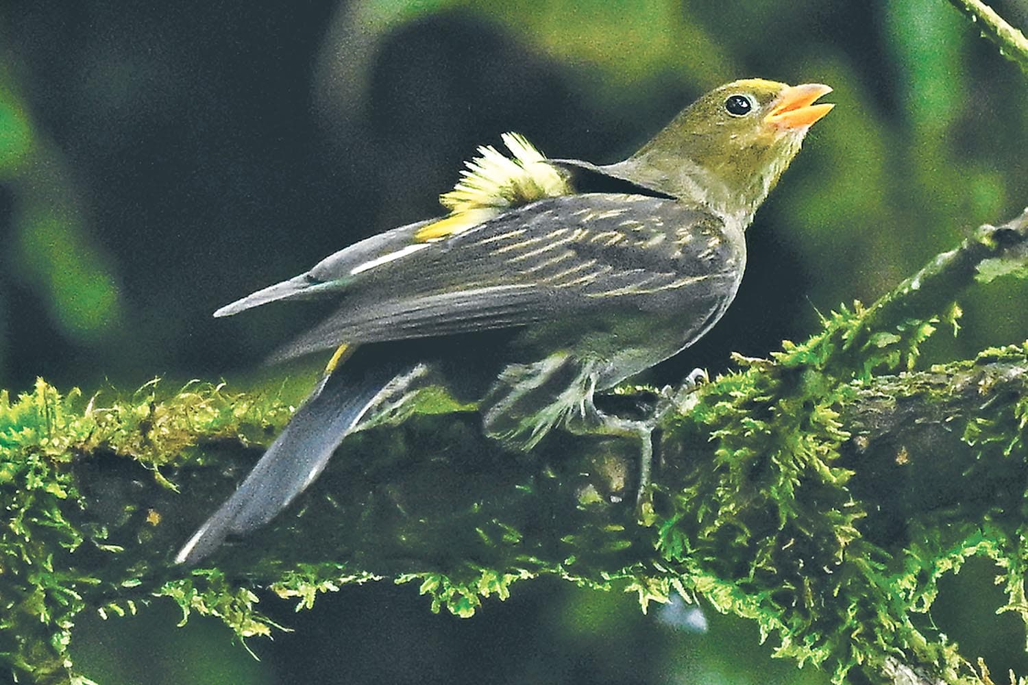 Rare honeyguide adds to Ilam’s growing birdwatching appeal