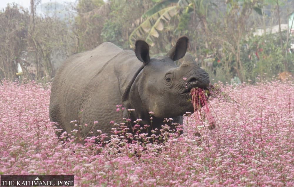 Wildlife translocation falls short of conservation goals