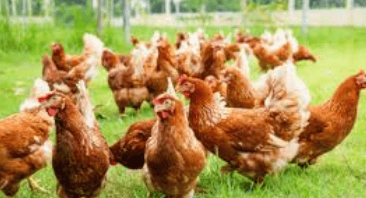 चितवनमा बर्ड फ्लु १८ हजार लेयर्स कुखुरा नष्ट