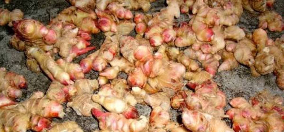 इलाममा अदुवाको आकर्षक मूल्य, खेती विस्तार गर्दै किसान
