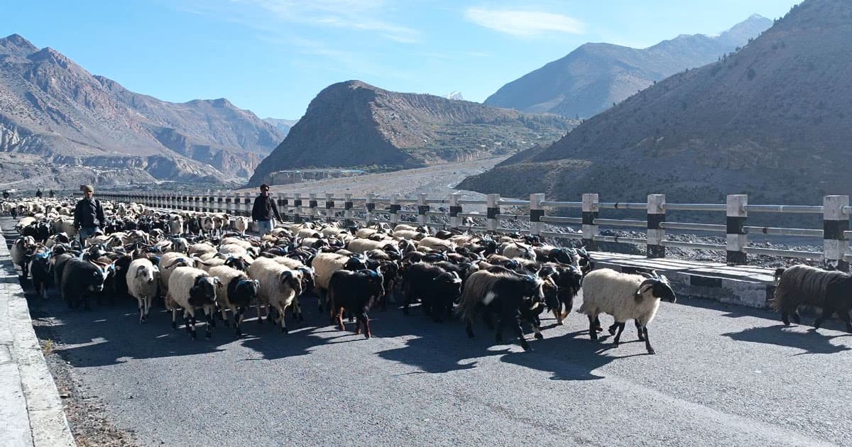 सडक ठप्प भएपछि डोल्पा, मुगु र मुस्ताङका च्याङ्ग्रा हिँडाएरै पोखरा झारिँदै