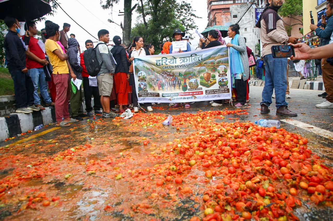 माइतीघरमा टमाटर किसानको आन्दोलनपछि कृषि मन्त्री गिता चौधरीको पहल : कालीमाटीबाट उपत्यका बाहिर ढुवानी सुरु