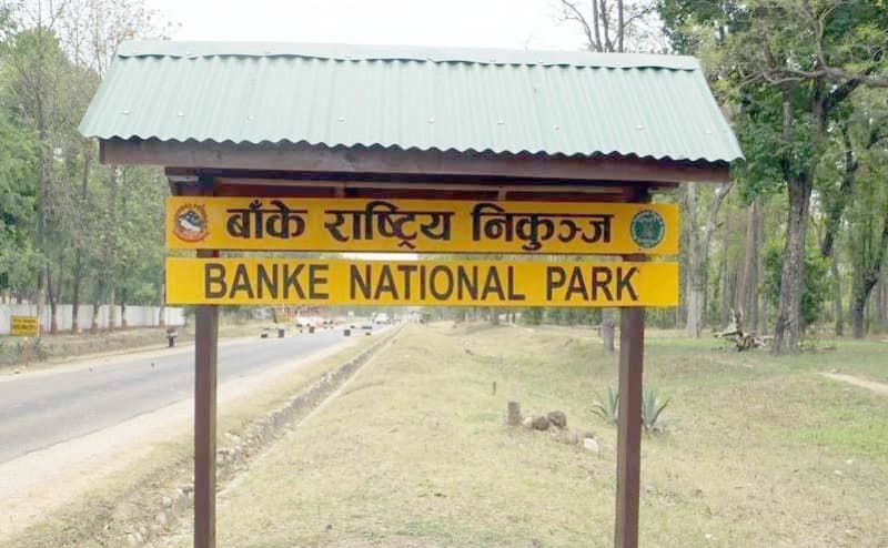 बाँके निकुञ्ज आउने पर्यटकको सङ्ख्या वृद्धि