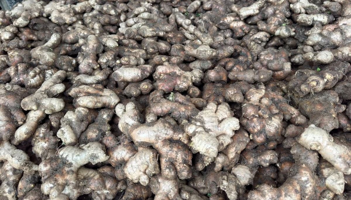 अदुवाले मूल्य पाएपछि खेती विस्तार गर्दै किसान
