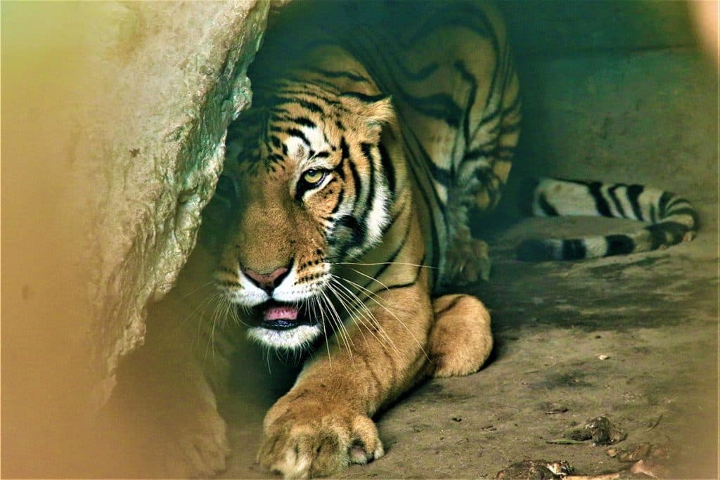 चितवनमा मान्छेको ज्यान लिएको बाघ खोरमा थुनियो